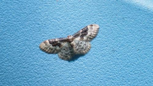 Réf. 260 614 : Idaea rusticata